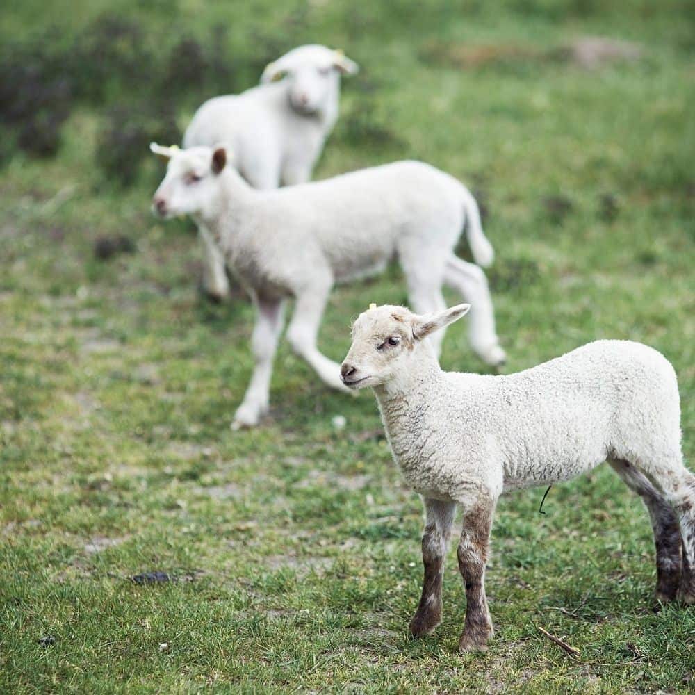 KLIPPAN/クリッパン エコウール ウール シングルブランケット TRIP