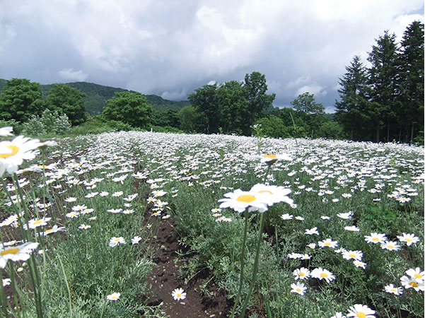 子どもにもペットにもやさしい天然素材100%の虫除け商品／菊花線香を手がけるりんねしゃのこだわりをご紹介します。