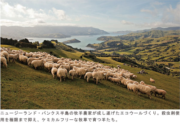 ニュージーランド・バンクス半島の牧羊農家が成し遂げたエコウールづくり。殺虫剤使用を極限まで抑え、ケミカルフリーな牧草で育つ羊たち。