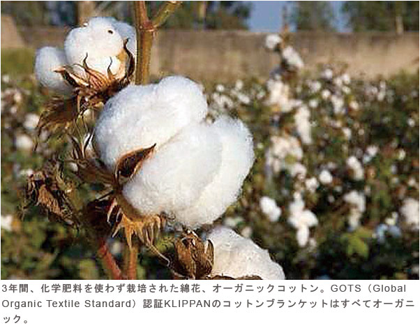 3年間、化学肥料を使わず栽培された綿花、オーガニックコットン。