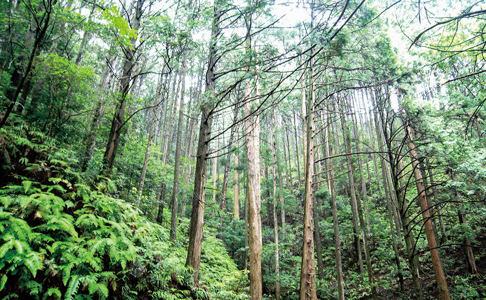 間伐材を使うことで日本の森を守る「四万十ひのき 立つまな板」 温暖化防止にも貢献！